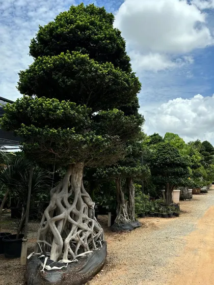 To offer something truly special, we source unique plants from around the world, like these magnificent Bonsai trees from Malaysia. Their ancient, sculptural forms and intricate roots bring a sense of history and artistry to any landscape.