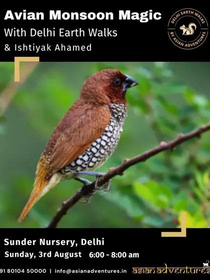 The Scaly-breasted Munia, a small finch often seen in flocks. This poster for our Sunder Nursery walk highlights the chance to learn about the smaller, often overlooked birds of the city.