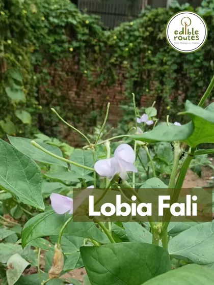 The delicate flowers of a Lobia Fali (cowpea) plant. Seeing the entire life cycle of a plant, from flower to fruit, is one of the simple joys of farming.