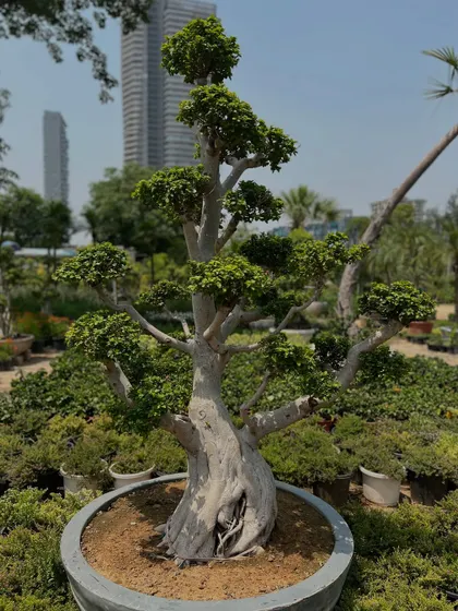 A close-up of the thick, aged trunk of one of our large Ficus bonsai. The texture and form of the trunk are what make these plants so special and sought-after.