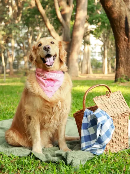 A lovely day for a picnic in the park. This golden retriever is on big sister duty, looking happy and relaxed on the picnic blanket. Outdoor shoots are great for a natural, lifestyle feel.