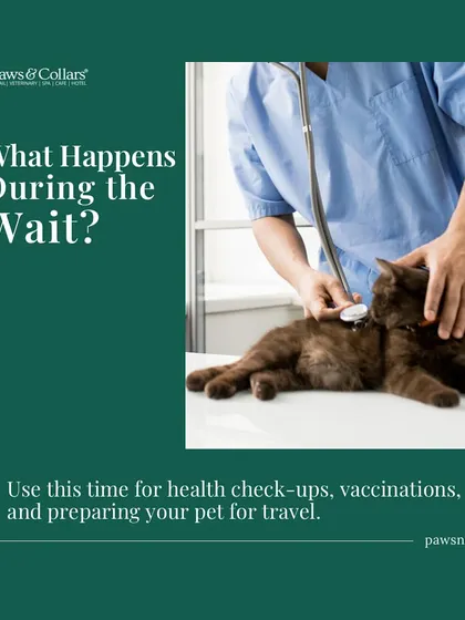 What happens during the wait? This is the perfect time for final health check-ups, booster vaccinations, and getting all your travel documents in order.