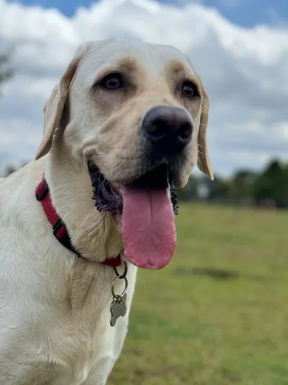 A beautiful close-up of a happy Labrador, tongue out and ready for fun.