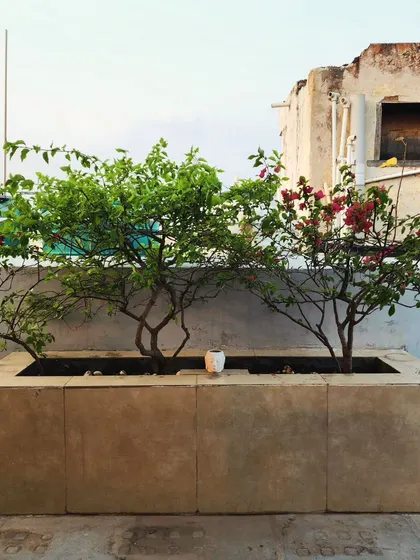 A simple yet elegant terrace garden design, using large built-in planters for Bougainvillea trees, creating a rooftop oasis.