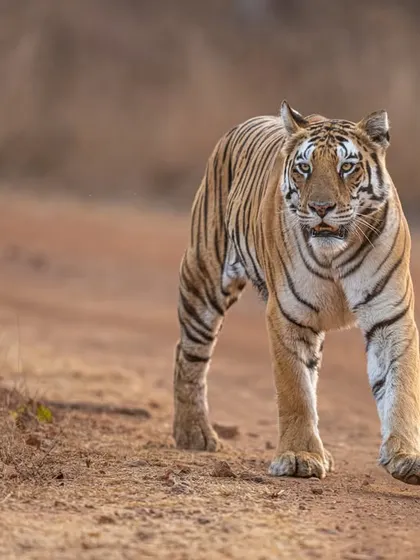 Depth of field plays a pivotal role. Here, I left deliberate negative space around the walking tiger. This gives the image breathing room and a natural balance, allowing the viewer to sense the environment and movement.