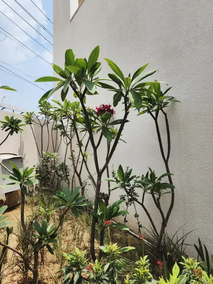 Maintenance in progress at Yellow Tree. Here, we are planting flowering Plumeria to add a touch of color and fragrance to the landscape.