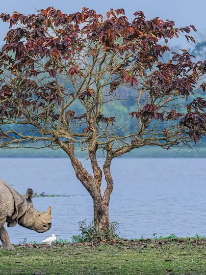 Composition is the essence of wildlife photography. In this rhino-scape, the tree and the birds are not distractions; they enhance the frame, creating a sense of scale, balance, and harmony with nature.