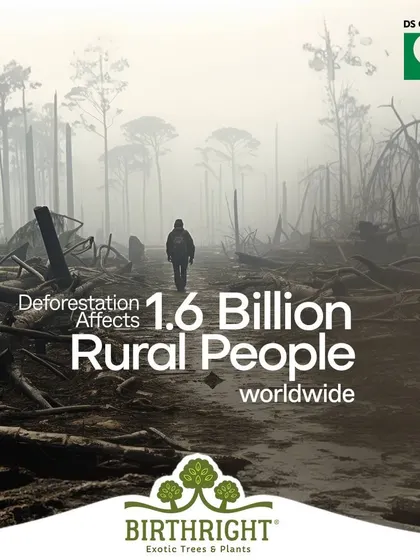 The reality of deforestation is stark, affecting 1.6 billion rural people worldwide. Our initiatives aim to combat this by empowering local communities to reforest their environments.