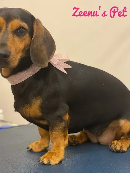 Lexi the Dachshund is looking quite fetching with her pink bow. Her sleek black and tan coat is shining after a conditioning bath.