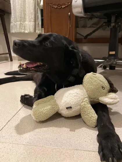 Karma, now named Bodhi, enjoying her toy. Senior dogs don't ask for much, just a soft place to land and a little bit of love. They give back so much more in return.