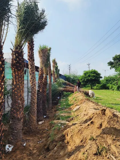 A row of newly installed Date Palm trees, creating an instant, dramatic boundary for a property.