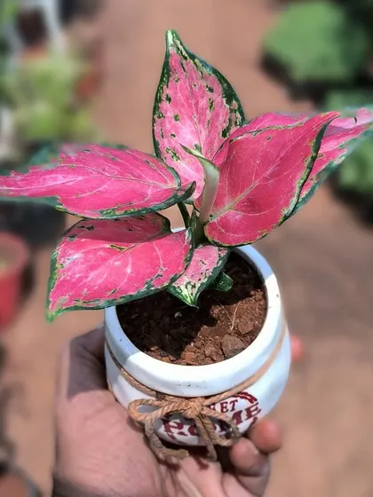 This small pink Aglaonema in a decorative ceramic pot makes a wonderful gift. It's a compact plant that delivers a big splash of color.