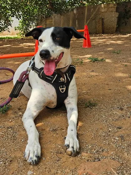 This happy dog is enjoying a break during an outdoor training session. I love capturing their unique personalities.