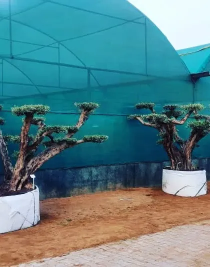 Imported olive bonsai trees resting in our nursery under a shade net. We ensure they are well-acclimatized before sending them to our clients.
