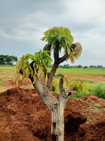 A young transplanted tree showing healthy new growth after being replanted in a prepared pit. Our process is effective for trees of various ages and sizes.