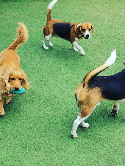 A Cocker Spaniel with a toy runs past two Beagles. Playtime with toys is a great way for dogs to engage and have fun.