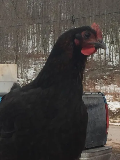 A portrait of one of our hardworking hens, taking a break from her composting duties to supervise the truck.