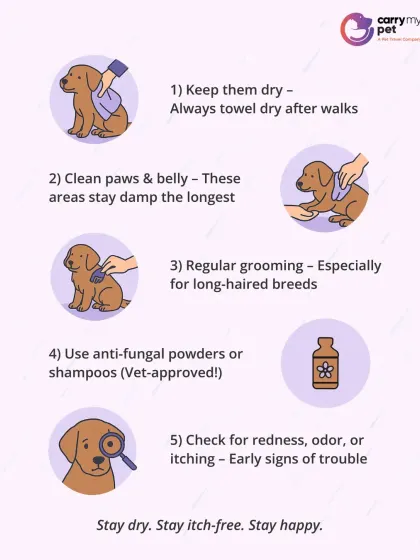 To prevent fungal infections, always towel dry your pet after walks, clean their paws and belly, maintain regular grooming, and use vet-approved anti-fungal products.