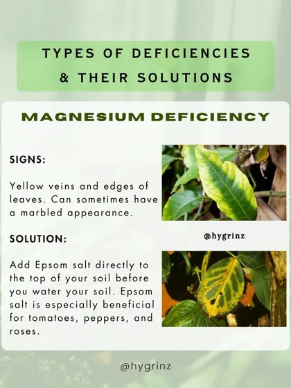 Yellow veins on leaves can be a sign of magnesium deficiency. This guide shows you how to identify the problem and provides a simple solution using Epsom salt.