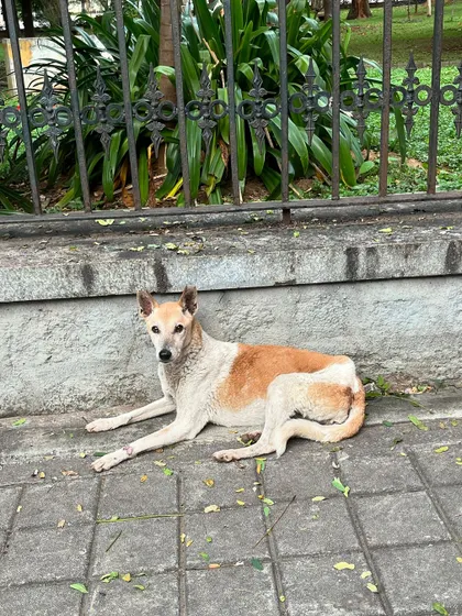 This sweet dog posing by the fence is one of the many familiar faces we see on our daily runs.
