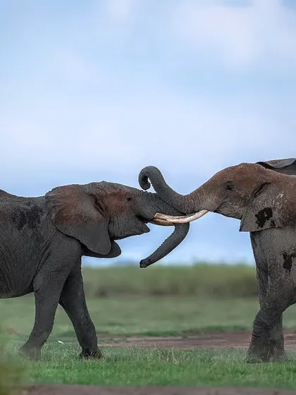 Two young elephants spar with each other, a friendly test of strength.