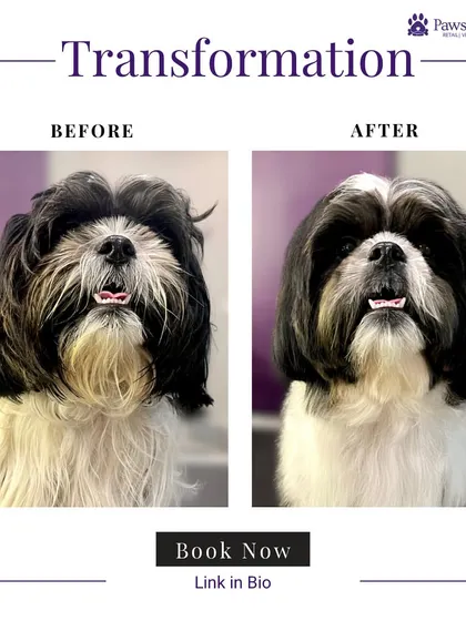 A classic Shih Tzu makeover. We transformed this pet's long, unruly hair into a neat, manageable, and stylish cut that keeps the hair out of its eyes and enhances its charming expression.