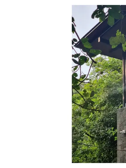 A glimpse of the House in a Grove, where the architecture is secondary to the trees. The building is nestled into the landscape, creating a sense of escape and immersion in nature.