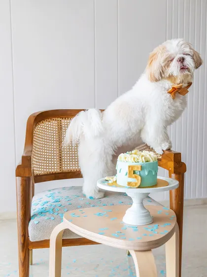 After a fun-filled cake smash, it's time for a well-deserved nap. Kyro the Shih Tzu is looking very pleased with himself after celebrating his 5th birthday. These indoor sessions are great for capturing both the party and the quiet moments after.