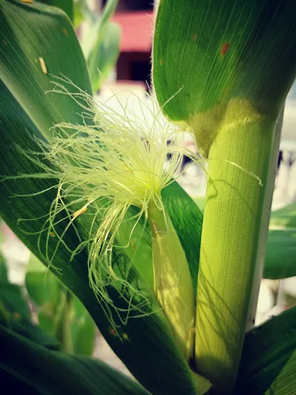 Another shot of the corn silk, which is a sign that a corn cob is forming. It's fascinating to watch every stage of the growing process up close.
