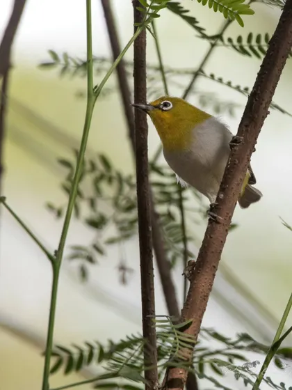 An Indian White-eye in its natural habitat, perched on a thin branch among green leaves.