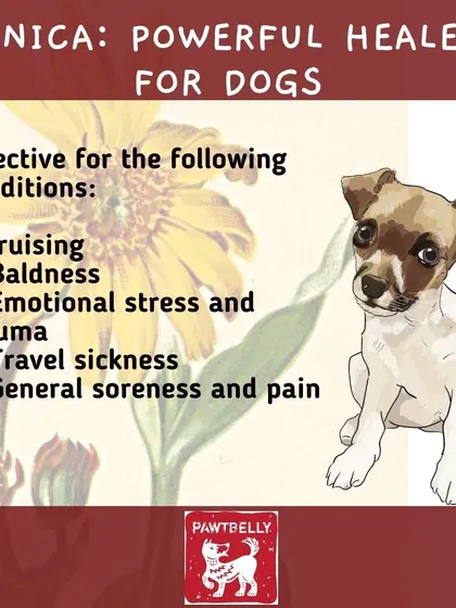 Here's a not-so-known secret: Arnica is a powerful natural healer for dogs. It can be effective for everything from bruising and soreness to travel sickness and stress.