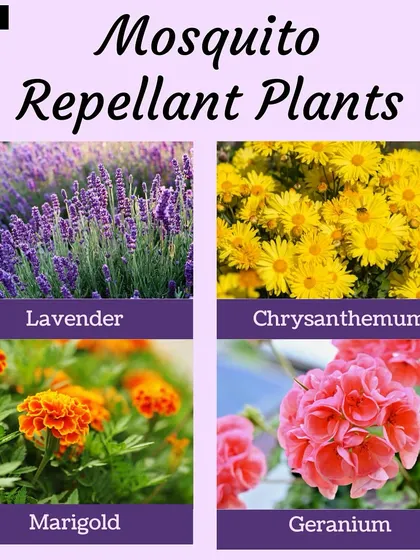 A visual guide to some of the best mosquito-repellent plants. Lavender, chrysanthemum, marigold, and geranium are not only beautiful but also functional additions to your garden.