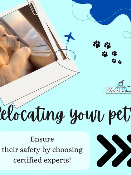 When relocating your pet, their safety is everything. Choosing certified experts like us ensures that every aspect of the journey is handled with professionalism and care.