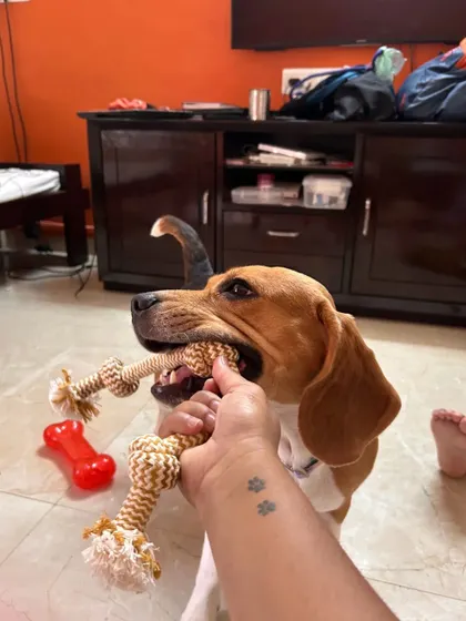 Bella the Beagle knows how to have fun with her rope toy. I make sure every dog has access to their favorite toys for comfort and entertainment.