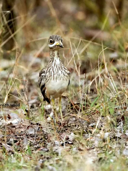 The Eurasian Thick-knee is a master of camouflage. It took me a while to even spot this bird in the grass. Can you see the tiny chick hiding near its feet?