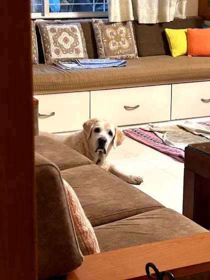 This is Pluto, a wise and gentle senior Lab. I have a special place in my heart for senior dogs and provide patient, compassionate care tailored to their needs, including mobility and medication.