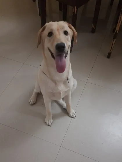 A beautiful portrait of Whitey. She is good with kids and other dogs and is ready to join a family that will provide her with a fresh food diet and lots of love.