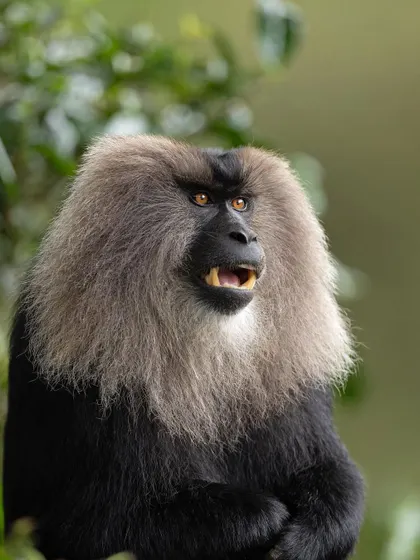 A portrait of a male Lion-tailed Macaque, showing the intensity in its eyes.
