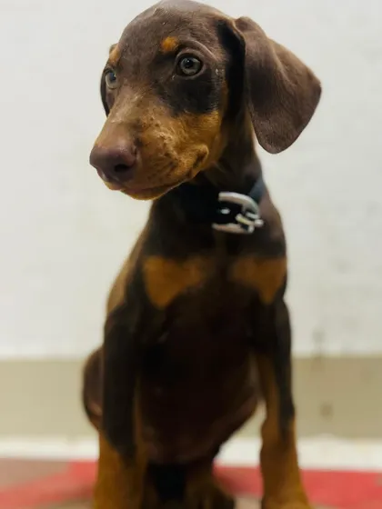 A close-up of Kishmish, now happily adopted. Her journey with us was short, but her future is bright thanks to her new family.