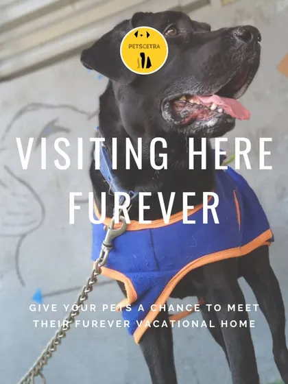 This handsome black dog is a regular visitor and loves his time here. My goal is to be your pet's furever vocational home.
