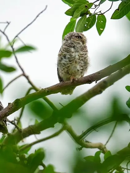 A pair of Spotted Owlets perched on a branch, their mottled feathers providing excellent camouflage.