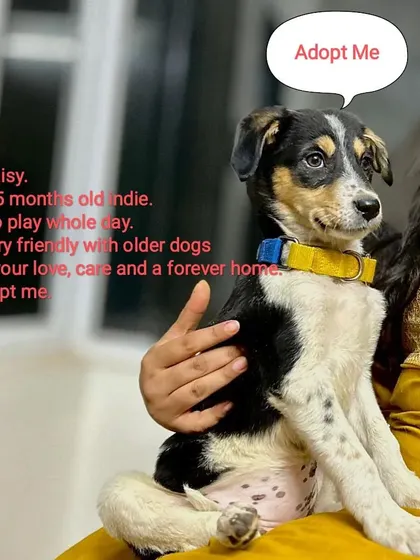 This is Daisy, a 2.5-month-old Indie girl who is all about playtime and cuddles. We focus on Indie dog adoption in Delhi because we believe these smart, resilient, and loving dogs make the most wonderful family members.