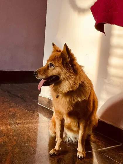 Pixie taking a moment to herself after a busy morning of play. We treat every dog like our own, ensuring they have a balanced day of activity and rest.