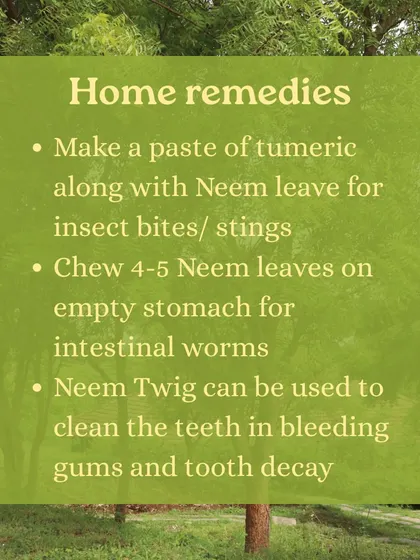 Captions for these will be educational, explaining the Ayurvedic properties and uses of plants like Neem (Nimbi) and Amla (Amalaki), or detailing aspects of the Ayurveda retreats and courses as shown in the images.