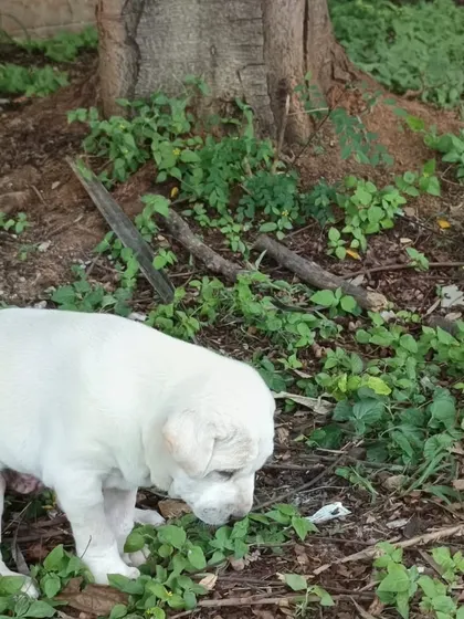 Another look at this adorable 30 day old Indie-Lab mix puppy. He is strong, healthy, and ready to find a loving family.