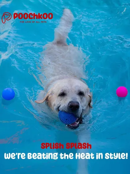Splish, splash, we're beating the heat in style. This happy Labrador knows that my pool parties are the best place to be on a hot day, complete with toys and plenty of friends.