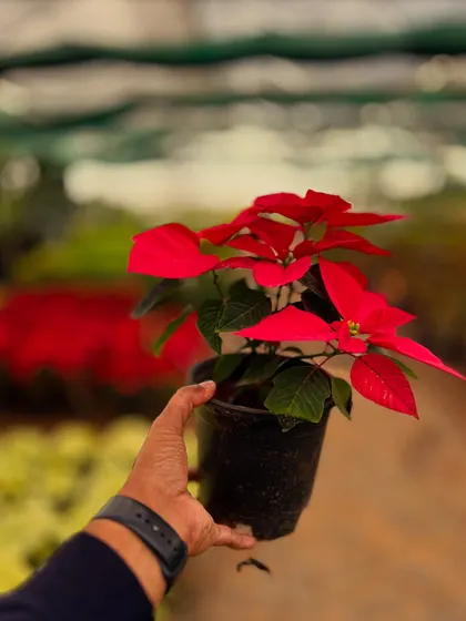 Holding a classic red Poinsettia, a popular choice for adding a festive and colorful touch to indoor spaces.