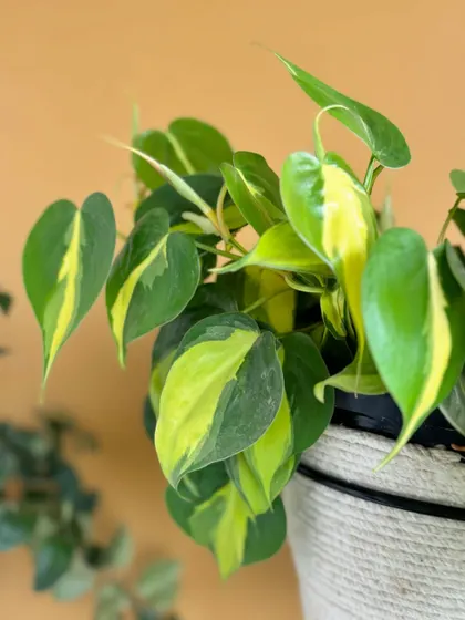 The vibrant colors of this Philodendron Brasil look fantastic against the neutral tones of the upcycled jute planter. It's a simple trick that makes a big impact.