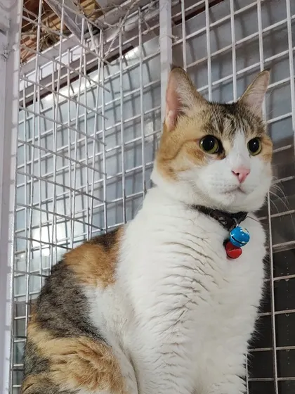 Charlie mol, a lovely calico, looking very poised and pretty. The bell on her collar jingles wherever she goes.