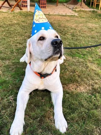 We love hosting 'paw-ties'. This happy Labrador is celebrating his third birthday with us, complete with a party hat and a special dog-friendly cake. We can help you plan the perfect celebration for your pet.